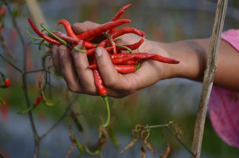 Anjloknya Harga Cabai Bikin Petani Merugi, Pemerintah Diminta Turun Tangan Harga Cabai
